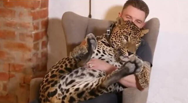 El leopardo de tres años actúa como un gato doméstico.