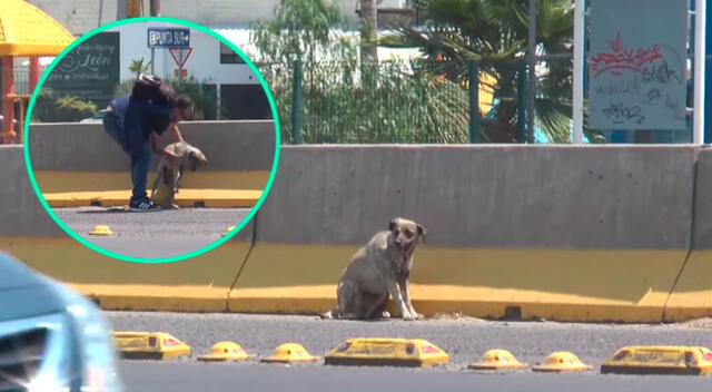 Periodista rescato a perrito cuando se encontraba trabajando y recibe elogios.