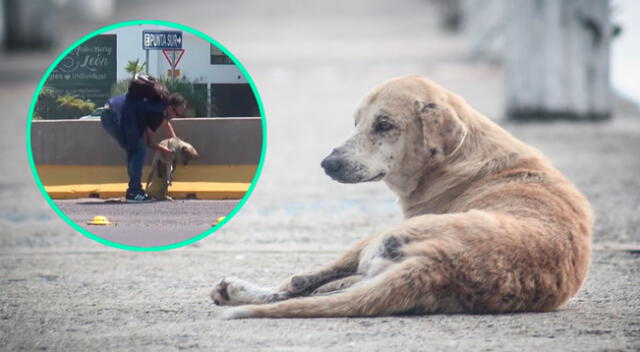 Periodista rescato a perrito cuando se encontraba trabajando y recibe elogios.