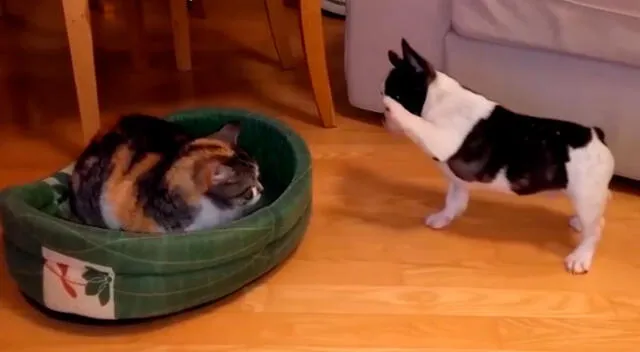 La graciosa escena del perro y el gato se ha vuelto viral en las redes sociales.