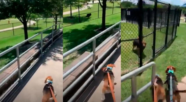 La conmovedora escena de un perrito al ver nuevamente a su “amigo” causa ternura