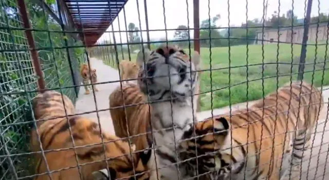 El conmovedor encuentro de una mujer con unos tigres que cuidó de bebé.