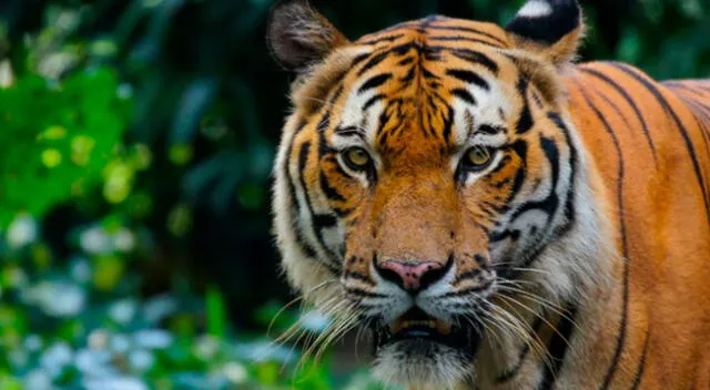 El conmovedor encuentro de una mujer con unos tigres que cuidó de bebé