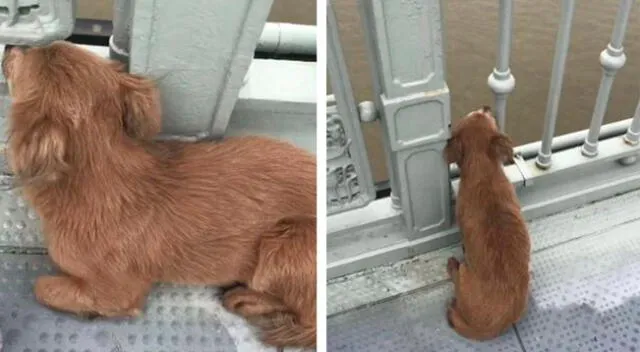 El fiel perrito esperando en puente de Wuhan, Hubei, China.