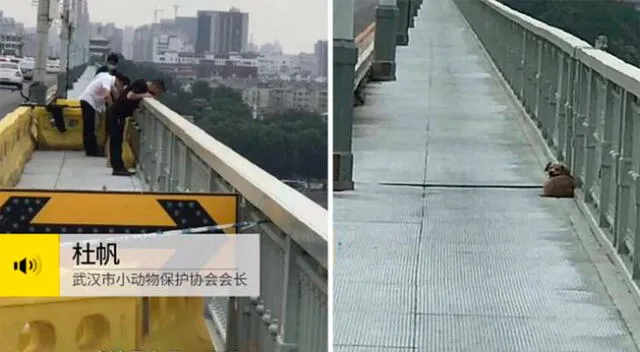 El fiel perrito esperando en puente de Wuhan, Hubei, China.