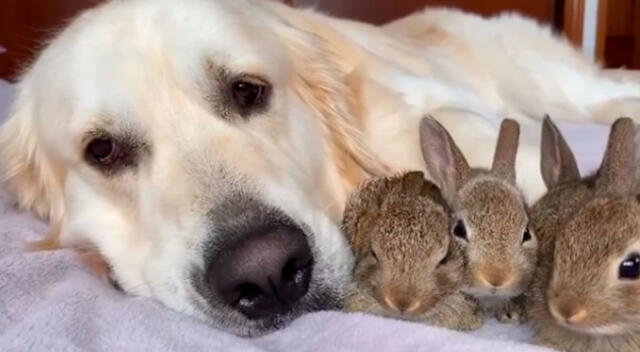 Perro se convierte en padre adoptivo de conejitos y enternece las redes sociales