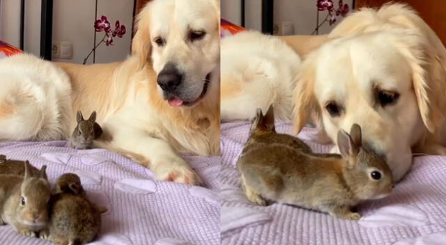 Perro se convierte en padre adoptivo de conejitos y enternece las redes sociales