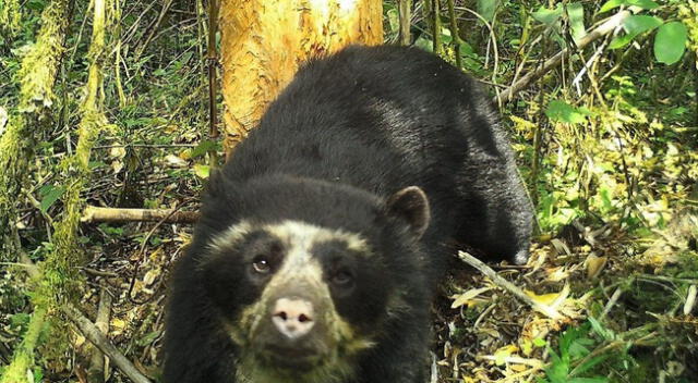 Oso de anteojos se encuentra en peligro de extinción | Foto: Sernanp