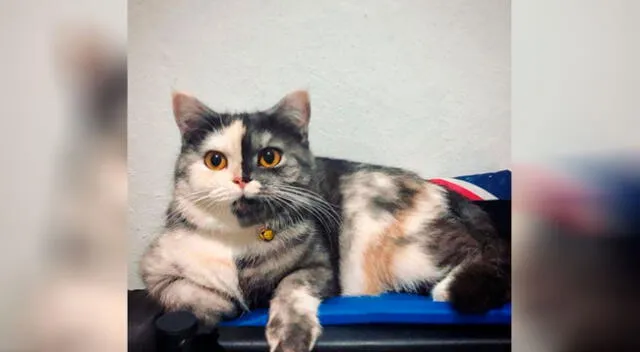 Gatita se vuelve tendencia en redes sociales por su peculiar rostro