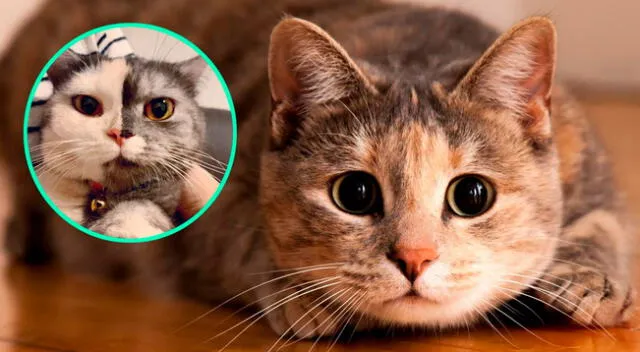 Gatita se vuelve tendencia en redes sociales por su peculiar rostro