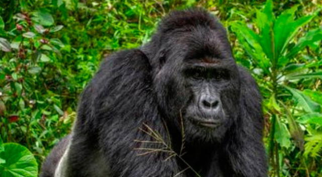 A la fecha solo quedan un millar de ejemplares de gorilas lomo plateado en el mundo.