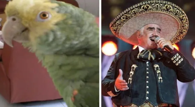 El talentoso loro entonó la popular canción de Vicente Fernandez.