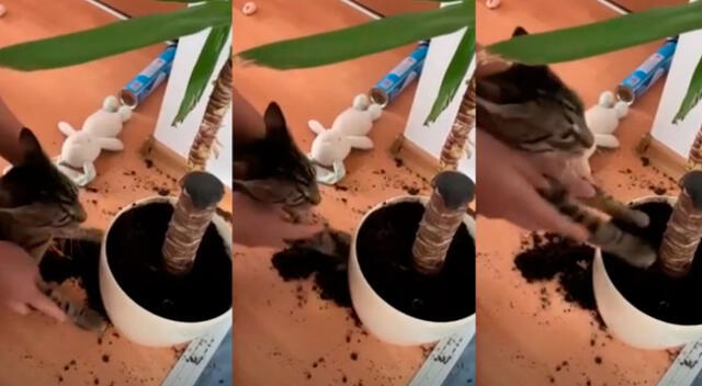 Hombre castiga a sus gatos haciéndolos limpiar su travesura