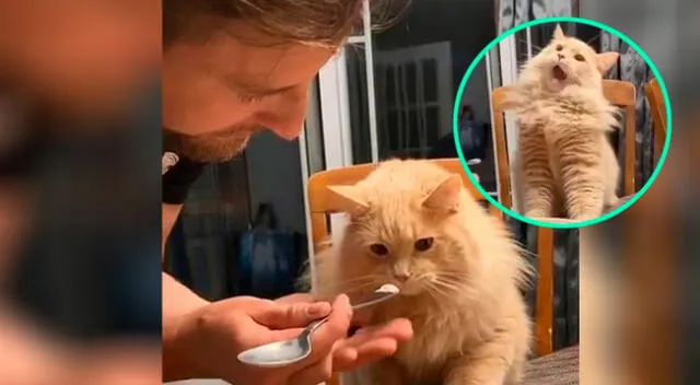 Gatito prueba por primera vez el helado y su reacción se vuelve viral