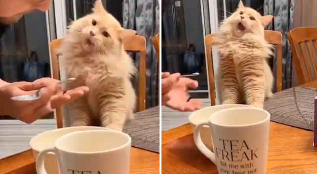 Gatito prueba por primera vez el helado y su reacción se vuelve viral