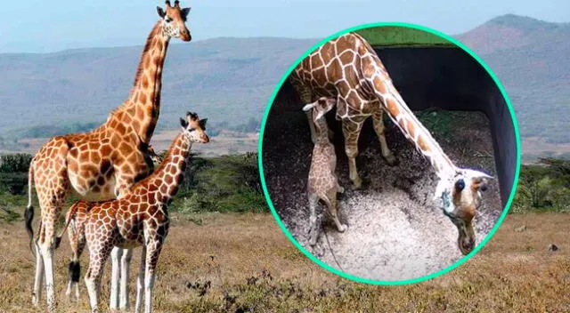 Cámaras de seguridad de un zoológico graban el nacimiento de una jirafa
