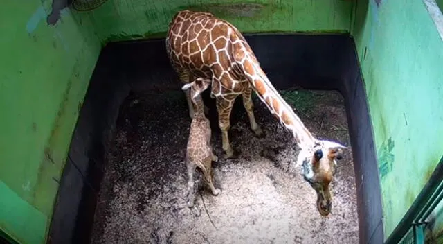 Cámaras de seguridad de un zoológico graban el nacimiento de una jirafa