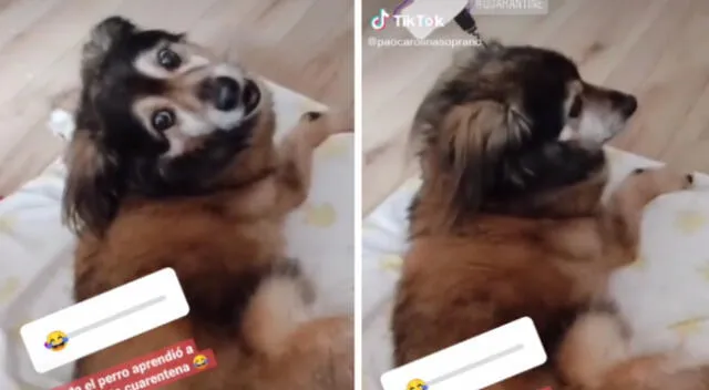 El perrito y su dueña se han convertido en estrellas de TikTok.