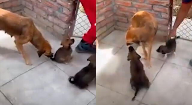 Captan la conmovedora reacción de unos cachorros al reencontrarse con su ‘madre’