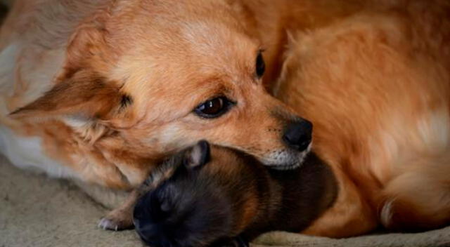 Captan la conmovedora reacción de unos cachorros al reencontrarse con su ‘madre’