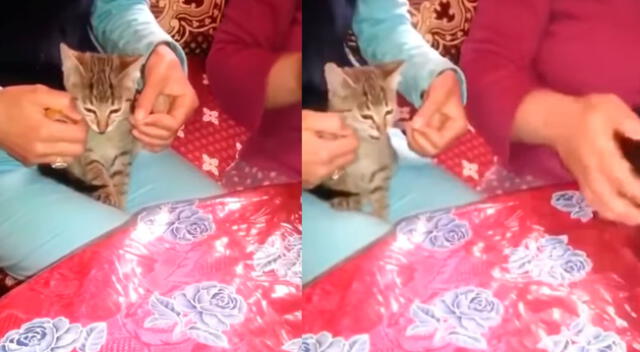 Gatito ayuda a su dueña a envolver un regalo y cautiva a todos en las redes sociales