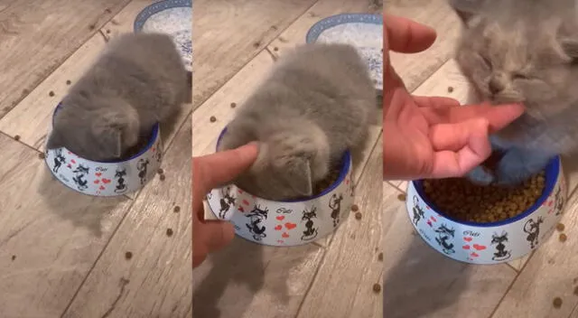 Gatito se queda dormido mientras come y video se vuelve viral