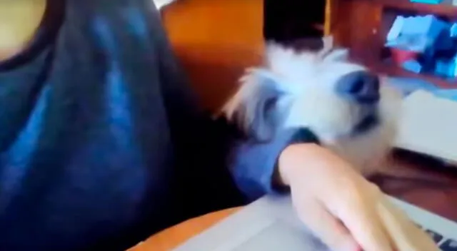 La reacción de un perro al ver a su dueña trabajar divierte a muchos usuarios