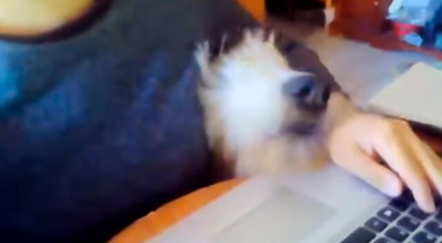 La reacción de un perro al ver a su dueña trabajar divierte a muchos usuarios