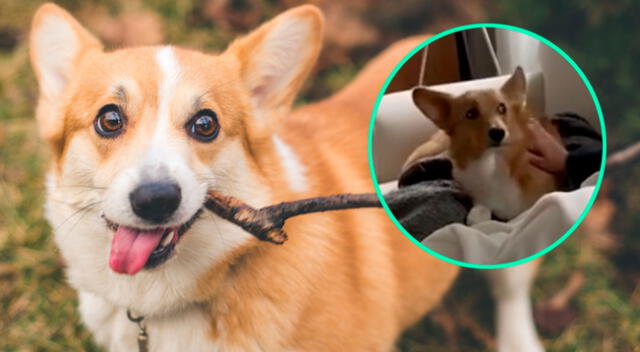 Perro tiene peculiar mirada cuando su dueña lo deja de acariciar