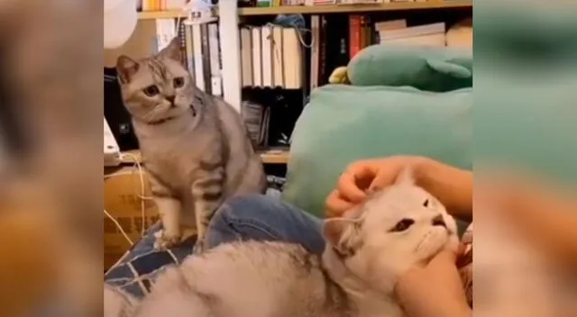 Gato ve a su dueña acariciando a otro felino y su reacción se vuelve viral