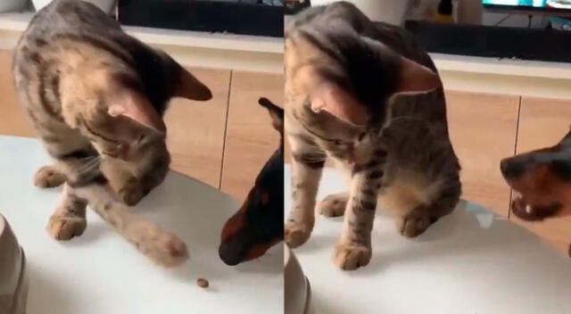 Gato comparte su comida con un perro y escena conmueve a todos