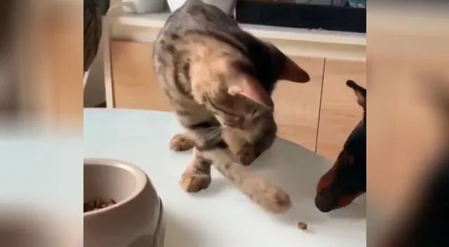 Gato comparte su comida con un perro y escena conmueve a todos