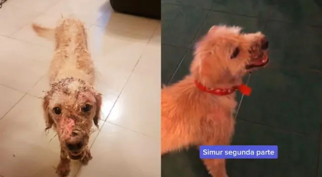 La increíble transformación de un perrito que fue quemado con agua hirviendo