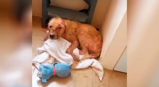 La increíble transformación de un perrito que fue quemado con agua hirviendo