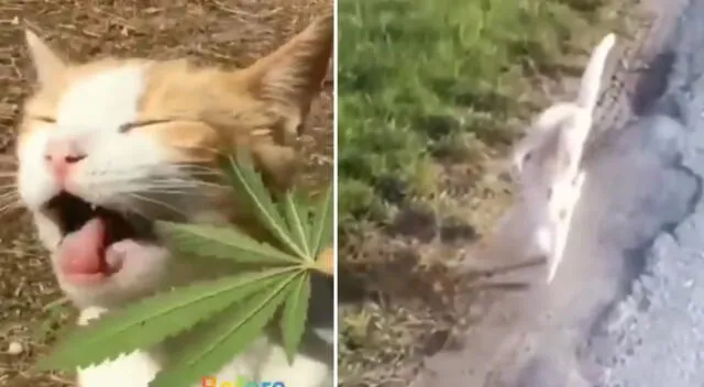 El video del gatito se ha vuelto viral en las redes sociales.