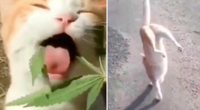 El video del gatito se ha vuelto viral en las redes sociales.