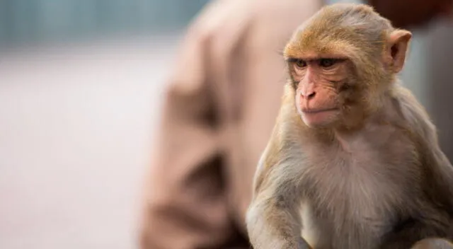 Mono es condenado a permanecer enjaulado luego que matara a una niña
