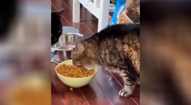 La curiosa manera de un gatito al comer llama la atención de las redes sociales