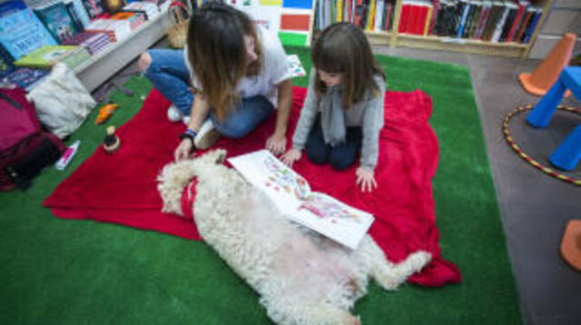 Aprovechando las clases a distancia para así evitar contraer la pandemia, un inocente niño hace todo lo posible para que su mascota aprenda a leer y juntos estudiar en este confinamiento.