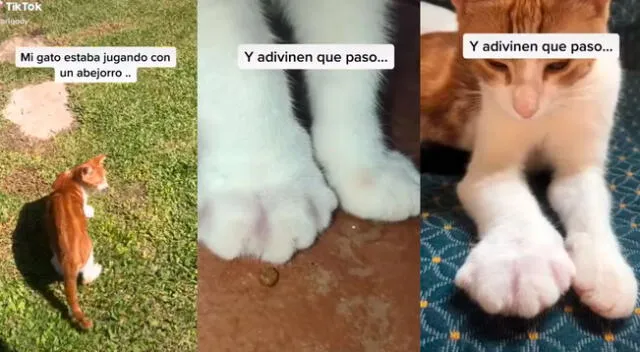 Gato estaba jugando con un abejorro y aprende una lección que nunca olvidará