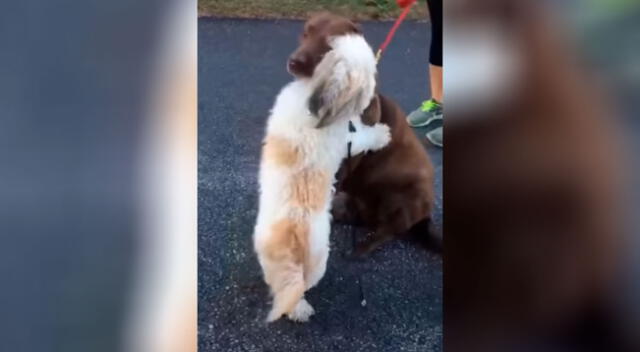 El tierno abrazo de unos perros tras reencontrarse conmueve a todos