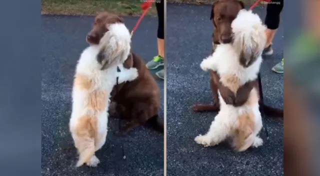 El tierno abrazo de unos perros tras reencontrarse conmueve a todos