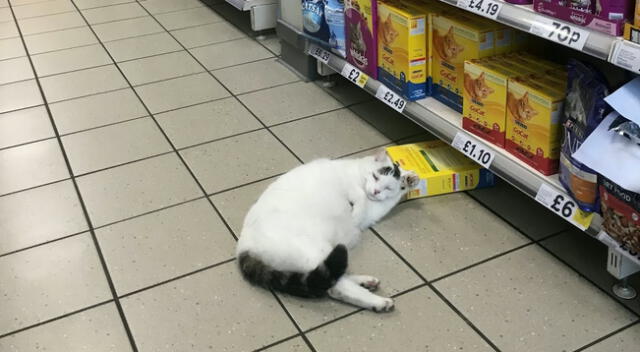 El ladrón gatuno fue descubierto en el pasillo de comida para mascotas.