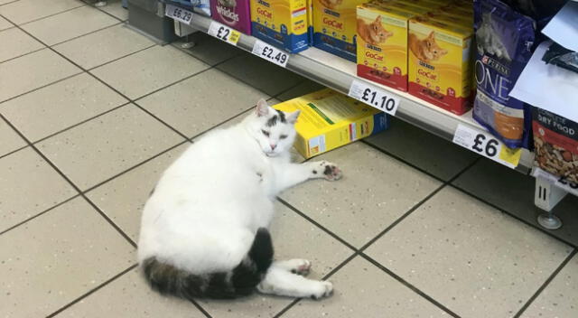 El ladrón gatuno fue descubierto en el pasillo de comida para mascotas.