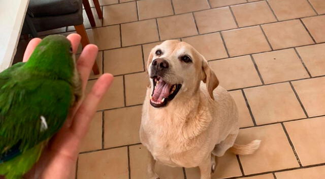 Perro le salva la vida a un lorito y termina convirtiéndose en su hermano mayor