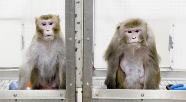 Monos de laboratorio son usados para pruebas de vacuna contra la COVID-19.