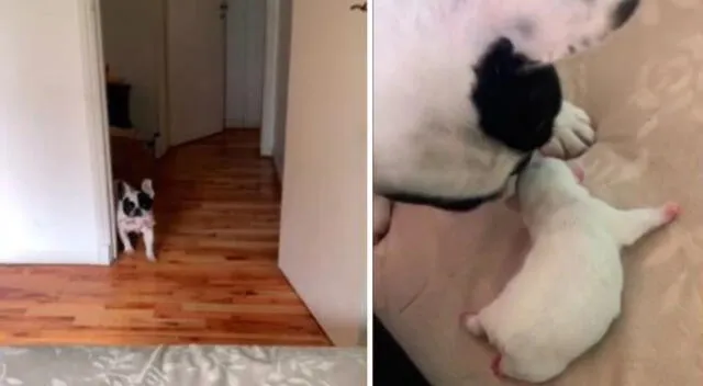 El video de la perrita se convirtió en viral de TikTok.