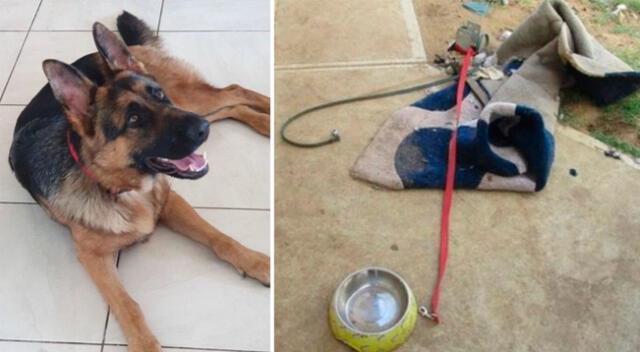 El 2019, una perrita fue amarrada con un cable por un hombre de Australia. Felizmente Chloe fue rescatada.