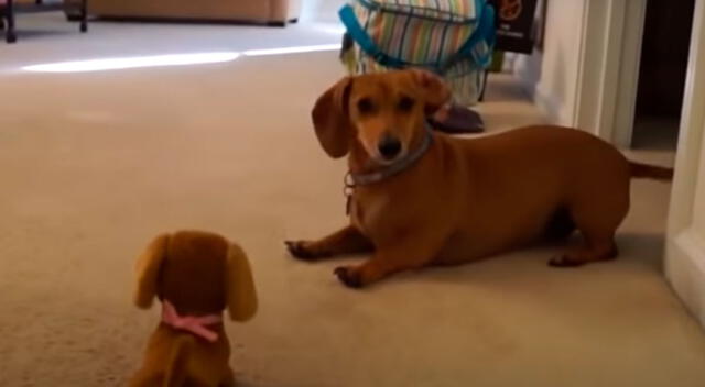 Captan la curiosa escena que protagonizo un perro al ver a su “gemelo”