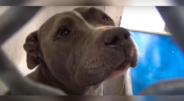 El perrito se puso a llorar porque había sido abandonado por su familia.